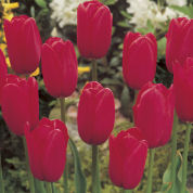 tulipe tardive -kingsblood